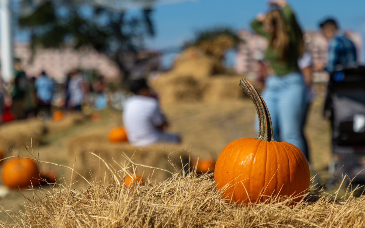 Best Fall Festivals, Farmers’ Markets, Pumpkin Patches & Events Near Hugo, OK